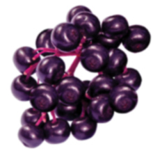 Zand Elderberry Gummies with Vitamin C Year-Round Immune Support Non-GMO Vegan & Gluten Free 60 CT